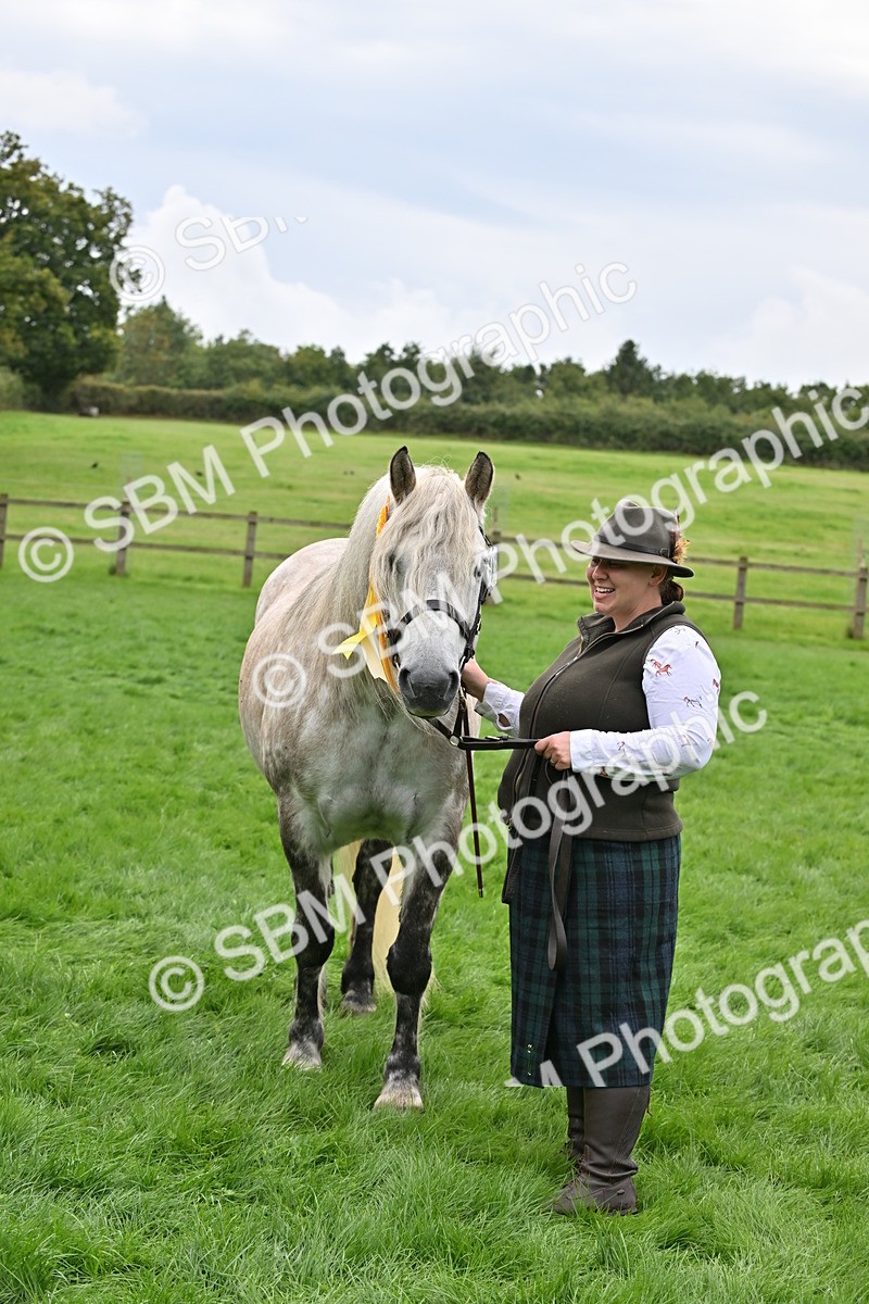SBM_63317 - S49 - Mountain & Moorland In Hand Large Breeds