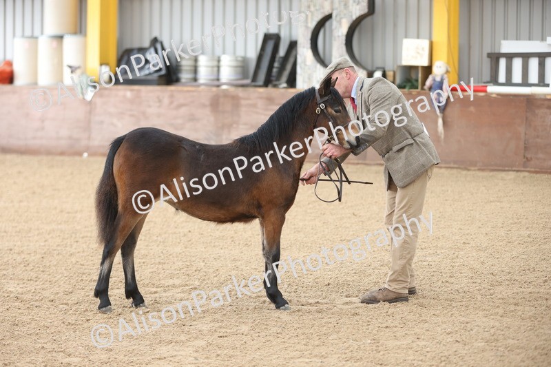 20251109-0479 - Class 17 - Foals