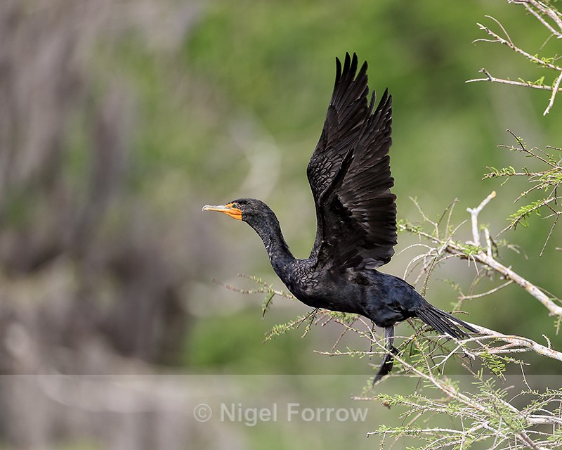 Double-crested Cormorant takes off, Blue Cypress Lake, Florida - Double-crested Cormorant