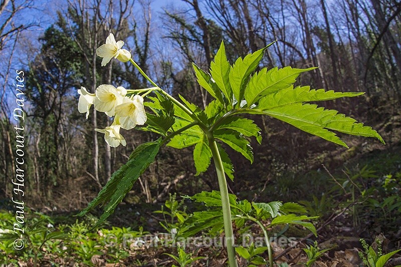  - Plants: wide-angle