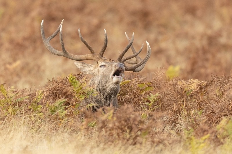 RD3 - Deer for Graham