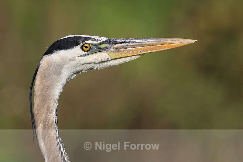 Great Blue Heron head, Viera Wetlands, Florida - Great Blue Heron