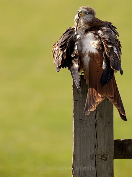 RED KITE 5 - RED KITES