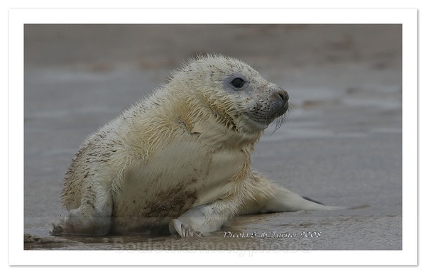Seal Pup - Wildlife Wildlife