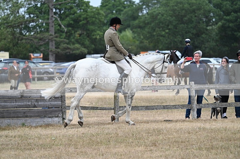 WJ7_0918 - Class 7 Riding Club Show Horse