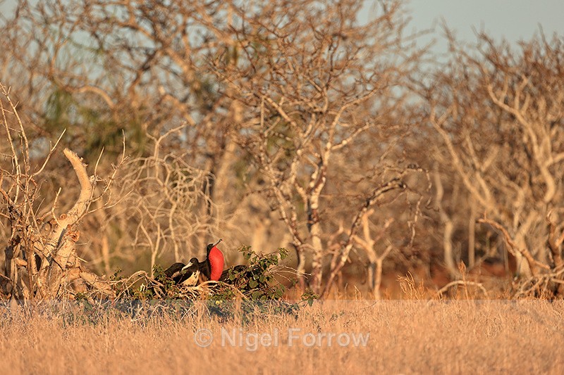 Magnificent Frigatebird nest, North Seymour - Magnificent Frigatebird