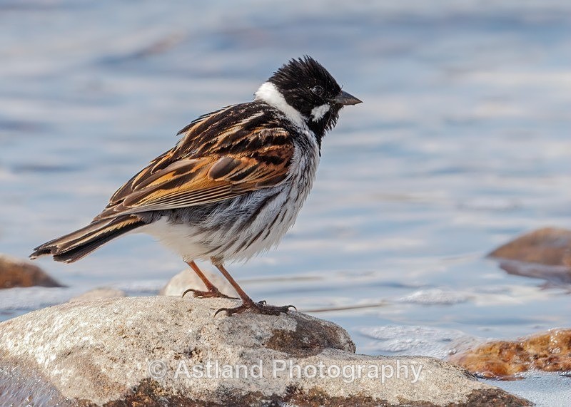 Reed Bunting - Latest Images