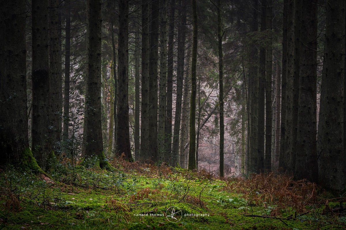 Dark Green patch - Woodland