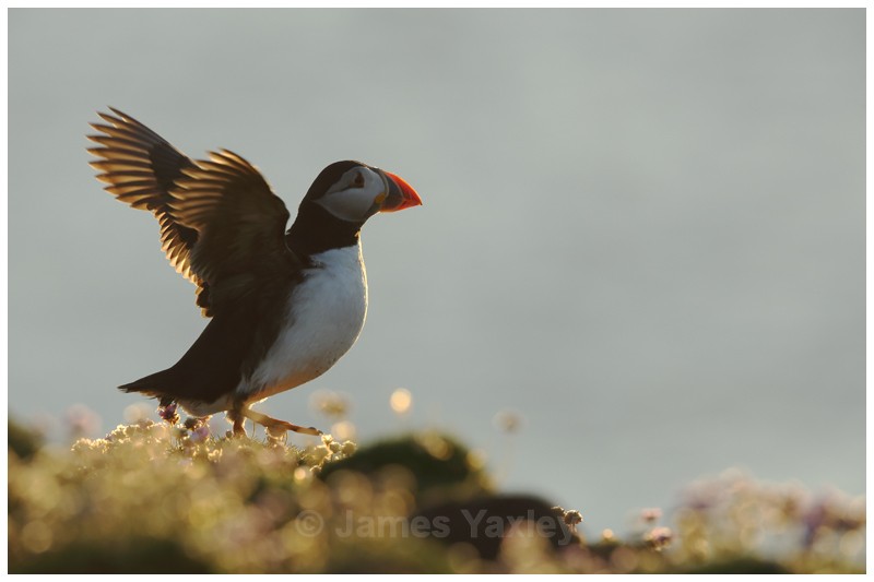 Backlit Puffin - Puffins of Skokholm Island