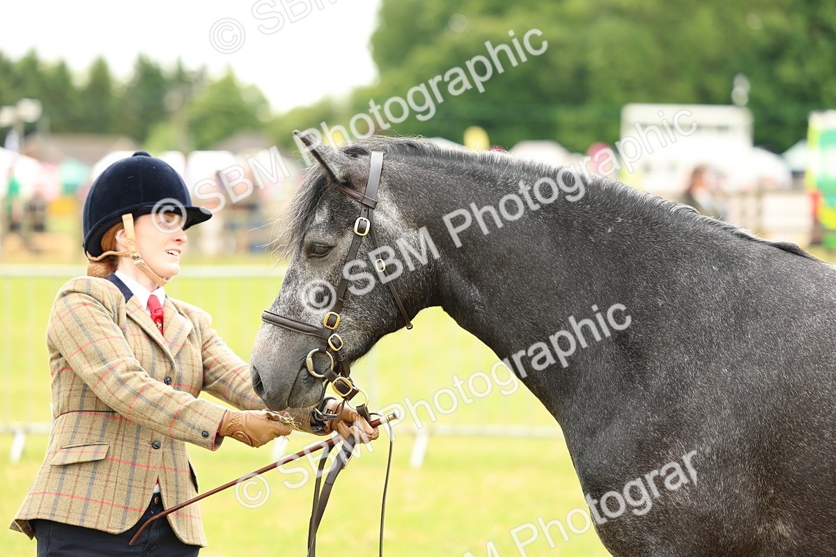SBM_04070 - Class 64-67 - Shetland Pony In Hand