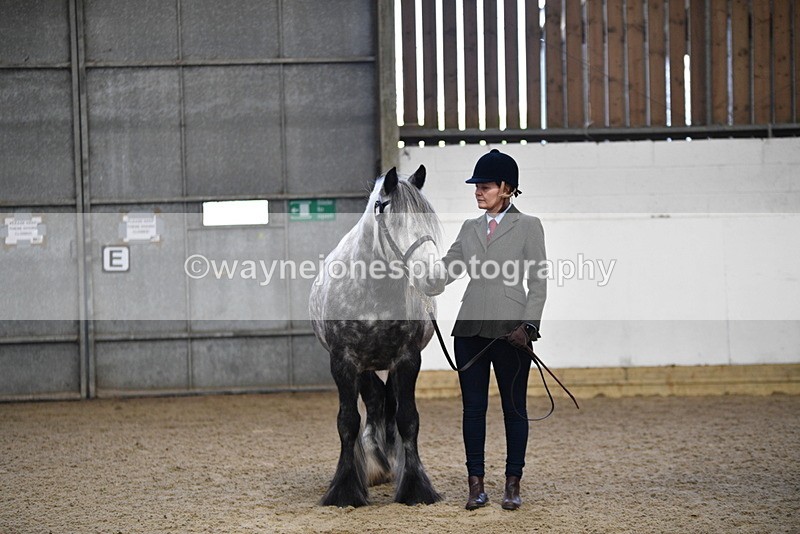 WJ5_4430 - Class 6 In hand M&M - Large Breeds