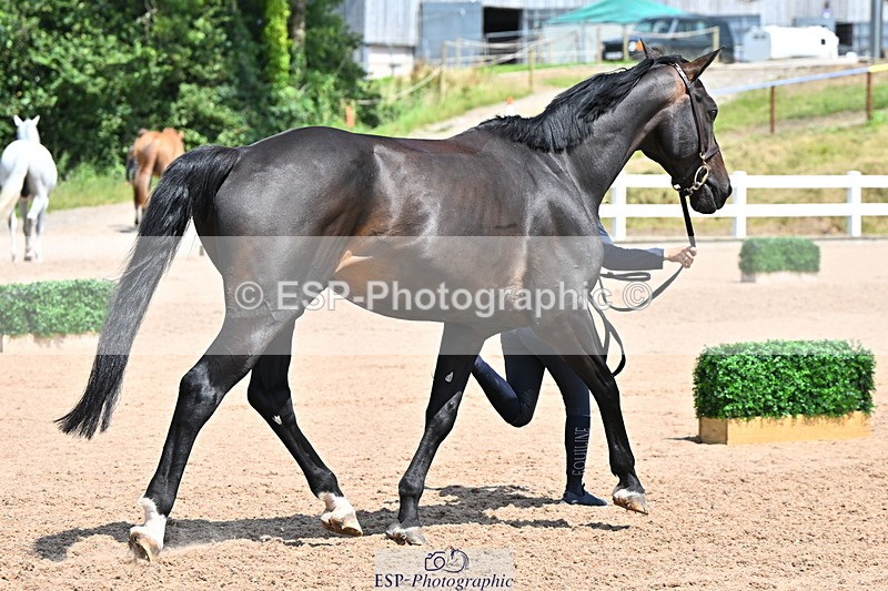 240718A-105316-01772 - Trot Up 1pm to 2pm