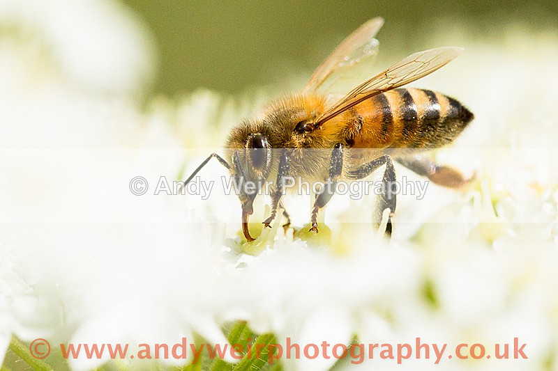 20150627-3K8A8877 - Insects