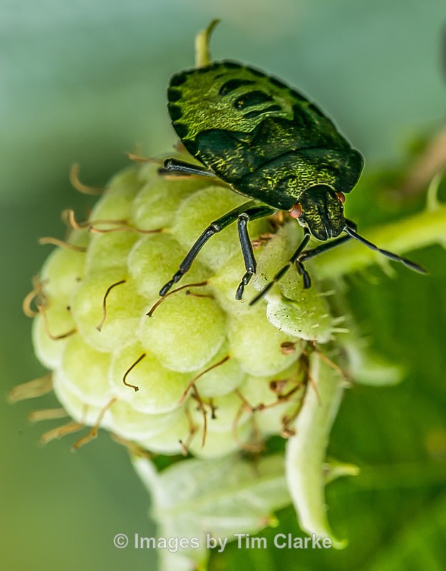 Shield Bug on Raspberry 9968 - Nature