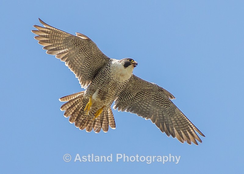 Astland Photography, Bird and Wildlife Images, Susan and Peter Wilson, U.K.