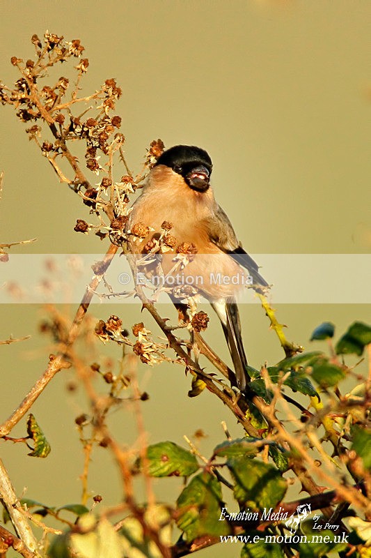 Bullfinch F 120112 - Nature