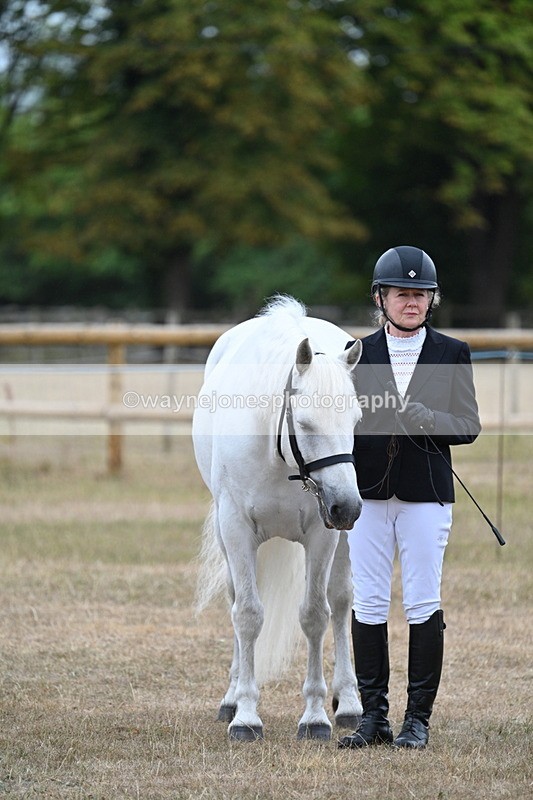 WJ7_9744 - Class 5a Most Handsome Gelding (above 14.2hh)