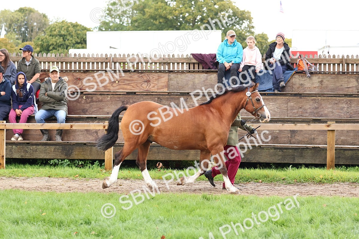 SBM_39440 - S24 - Young Veteran In Hand