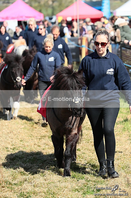 Shet 060426 50 - Shetland Pony Racing Paxford Races Easter Mon 06/04/26