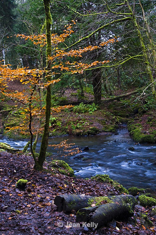 Rouken Glen, Glasgow - 2929 - Water