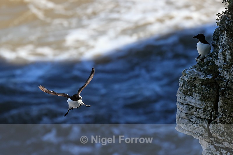 Razorbill approaching cliff, Flamborough Head, Yorkshire - Razorbill