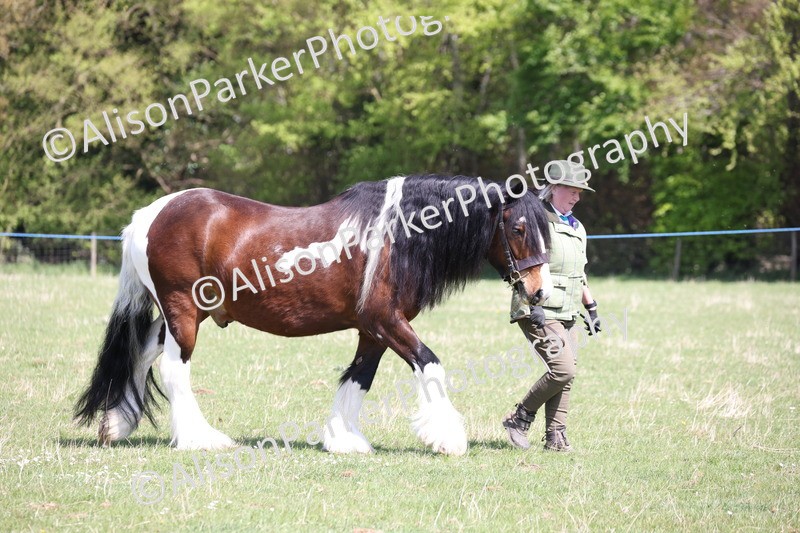 20250427-3032 - Class 27 - Coloured Horse and Pony