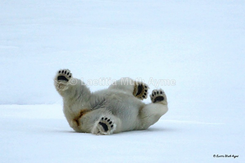 IMG_0314 Svalbard - Bears