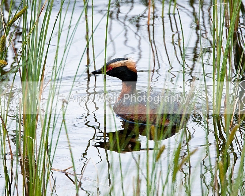 20090620-059 - Slavonian Grebe