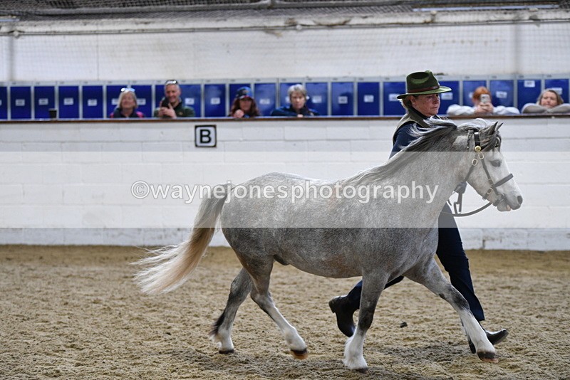 WJ5_5221 - Class 4 In hand M&M - small breeds