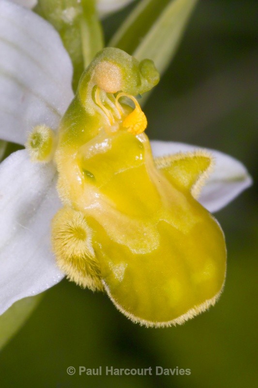 Bee Orchid yellow variety (Ophrys apifera var chlorantha) - Orchids - Ophrys