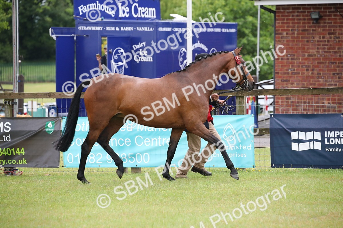 SBM_00191 - Class 17-20 - Arab & Part Bred - Anglo Arab In Hand