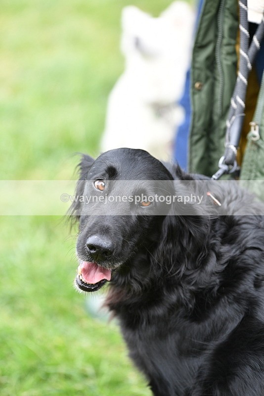 WJ5_9256 - Class 1 Best Cross Breed / Heniz 57