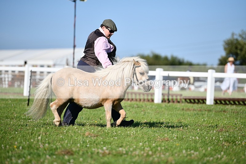 DSC_5548 - Class 49: NPS Shetland Youngstock