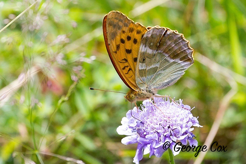 silver washed fritillary pyrenees