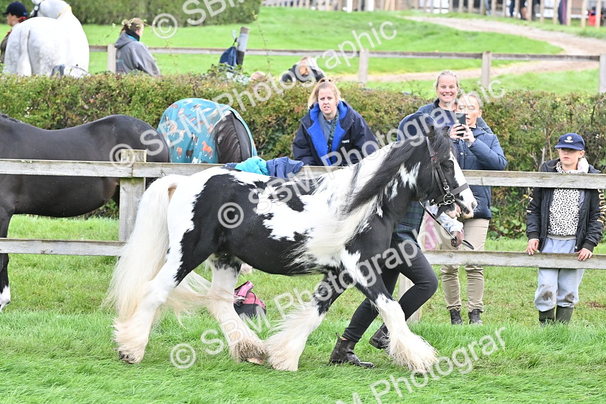 SBM_56866 - S45 - Coloured Pony In Hand