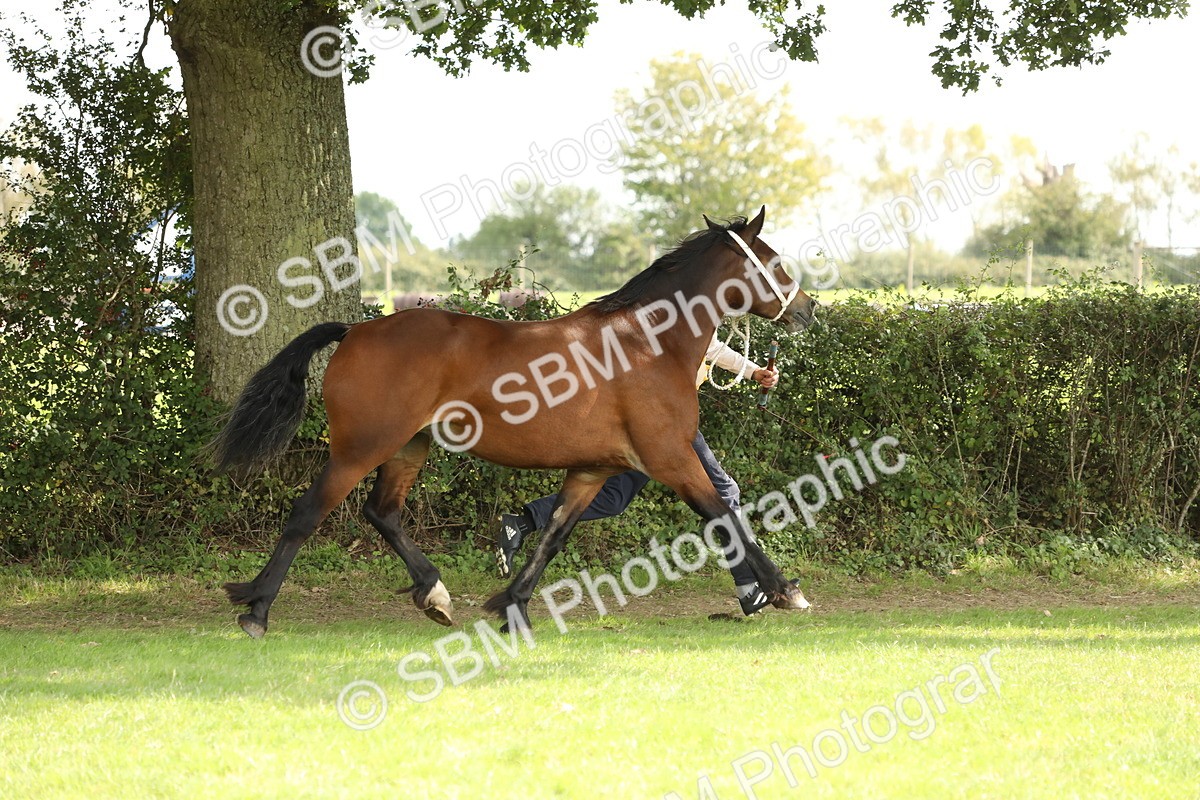 SBM_66297 - In Hand Pony & Youngstock Supreme Championship