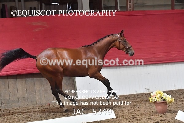JAC_5349 - 7 L'Espirits Little Unicorn