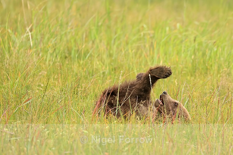 Brown Bear cub rolling around in grass, Silver Salmon Creek, Alaska - Brown Bear