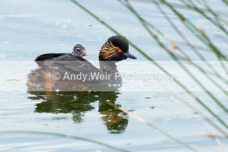 20160524-8E0A5585 - Black-necked Grebe