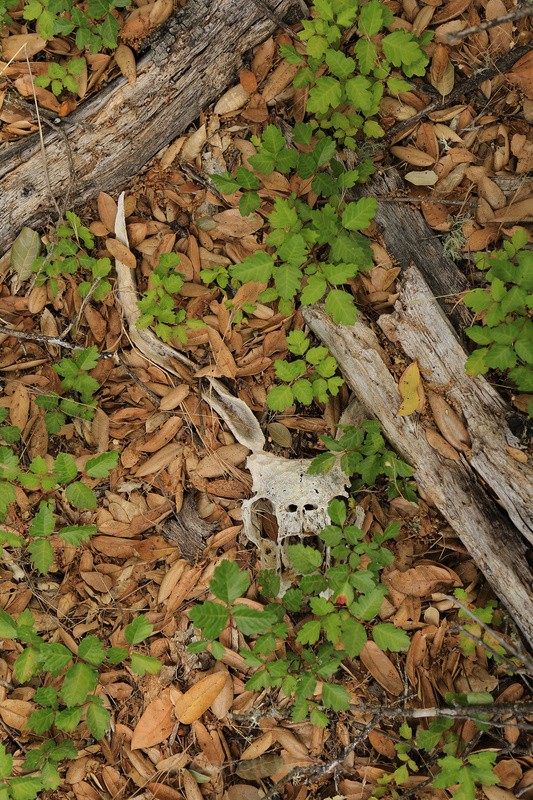 Buck skull - Abandoned Line
