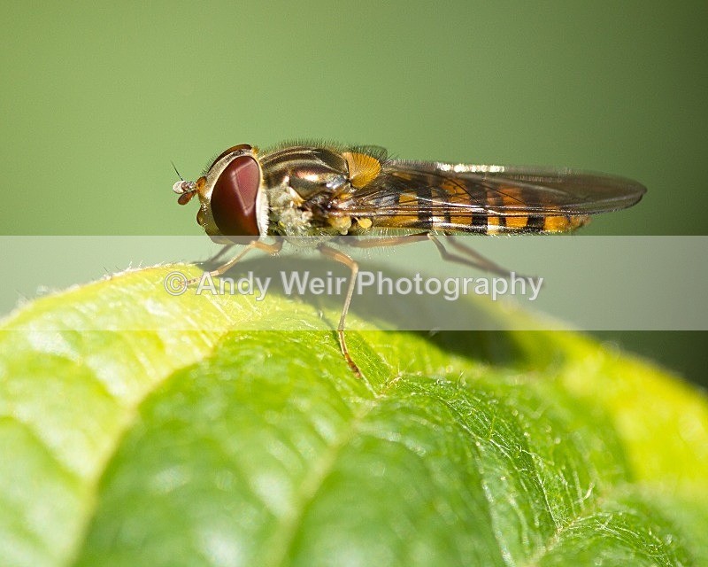 20110723-_MG_6266 - Insects