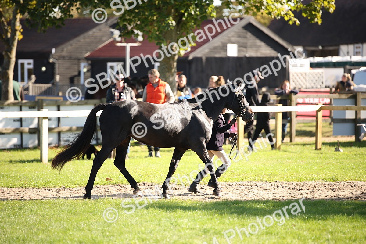 SBM_36553 - S10 - Best In Hand Horse & Pony