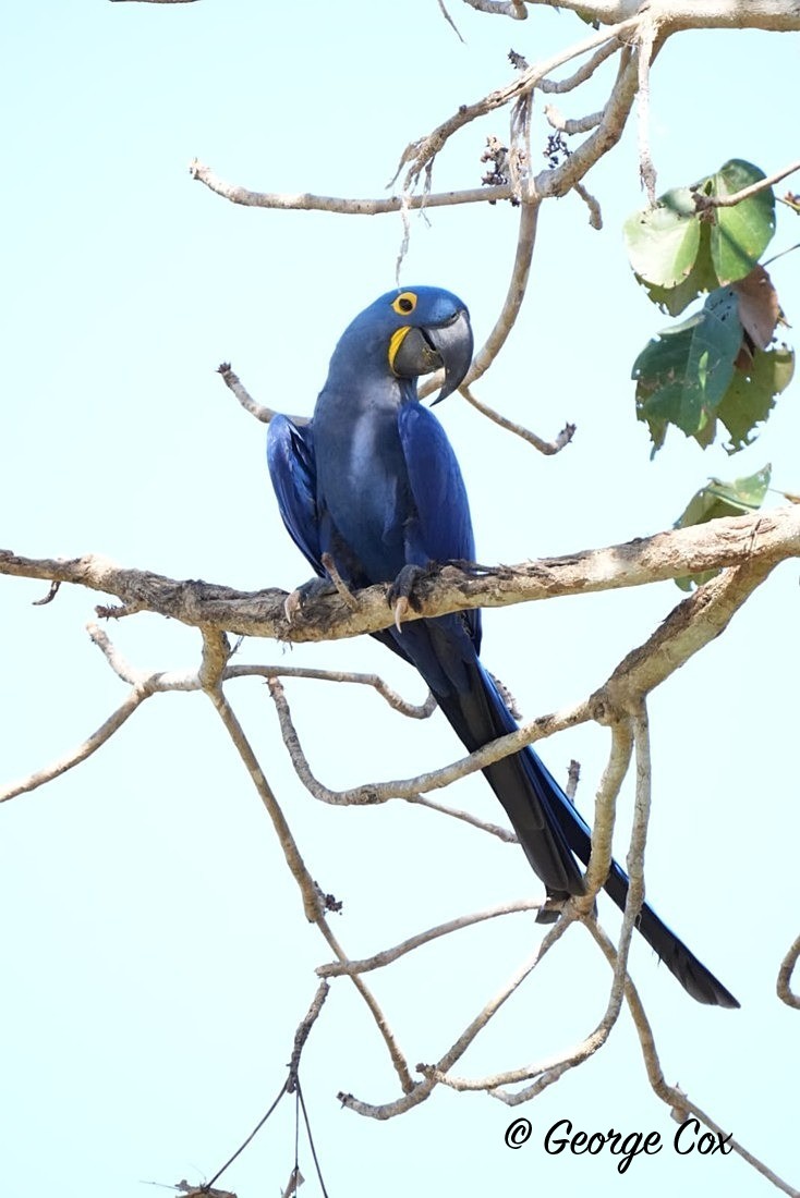 Hyacinth Macaw - Brazil