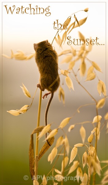  - Natures Photos with Bob Brind-Surch.