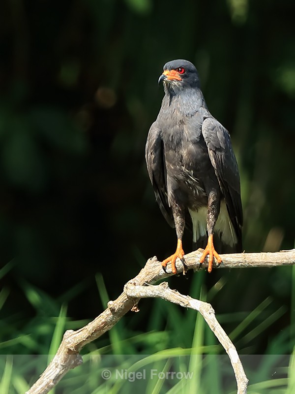 Snail Kite (male) perched, Panama - Snail Kite