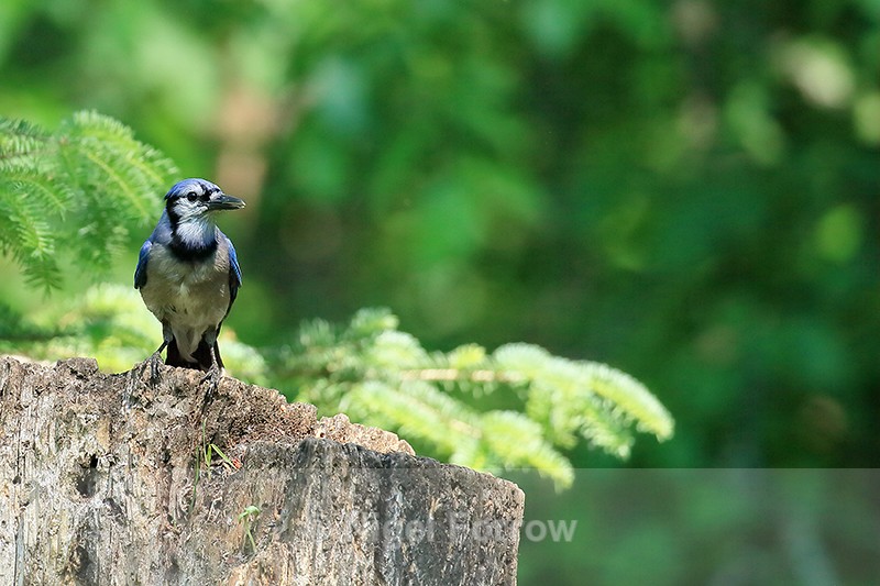Blue Jay perched on stump, Minnesota, USA - Blue Jay