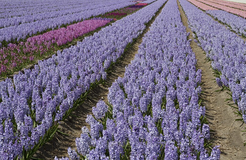  - Spring's Delights