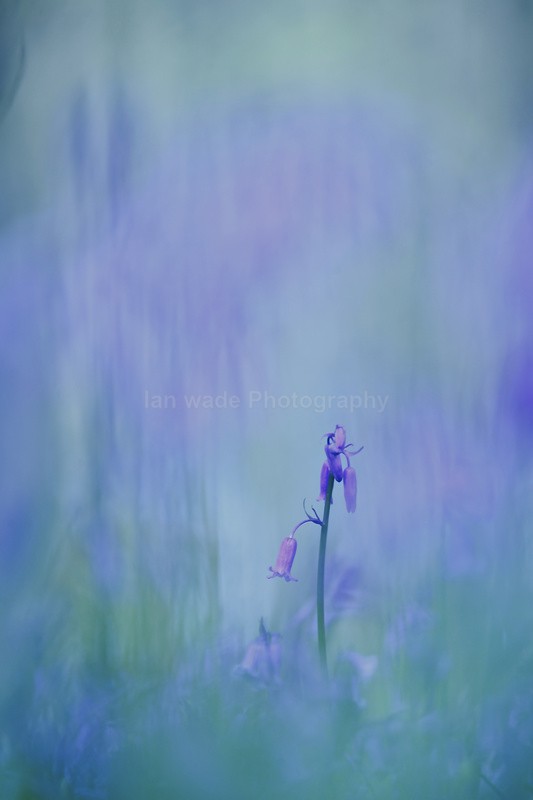  - Woodland scenes & flowers
