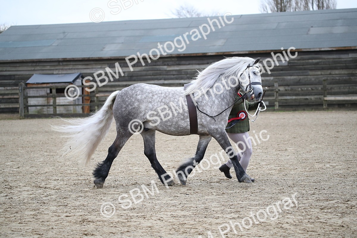 SBM_004089 - Class 1-4 - Young Stock classes Inc. In Hand Championship