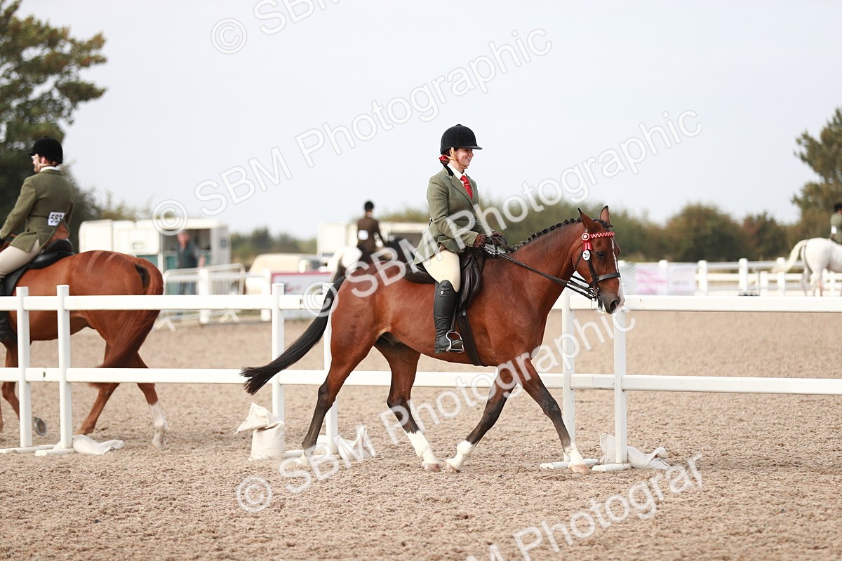 SBM_17439 - Class 215 Ridden Hack/ Riding Horse